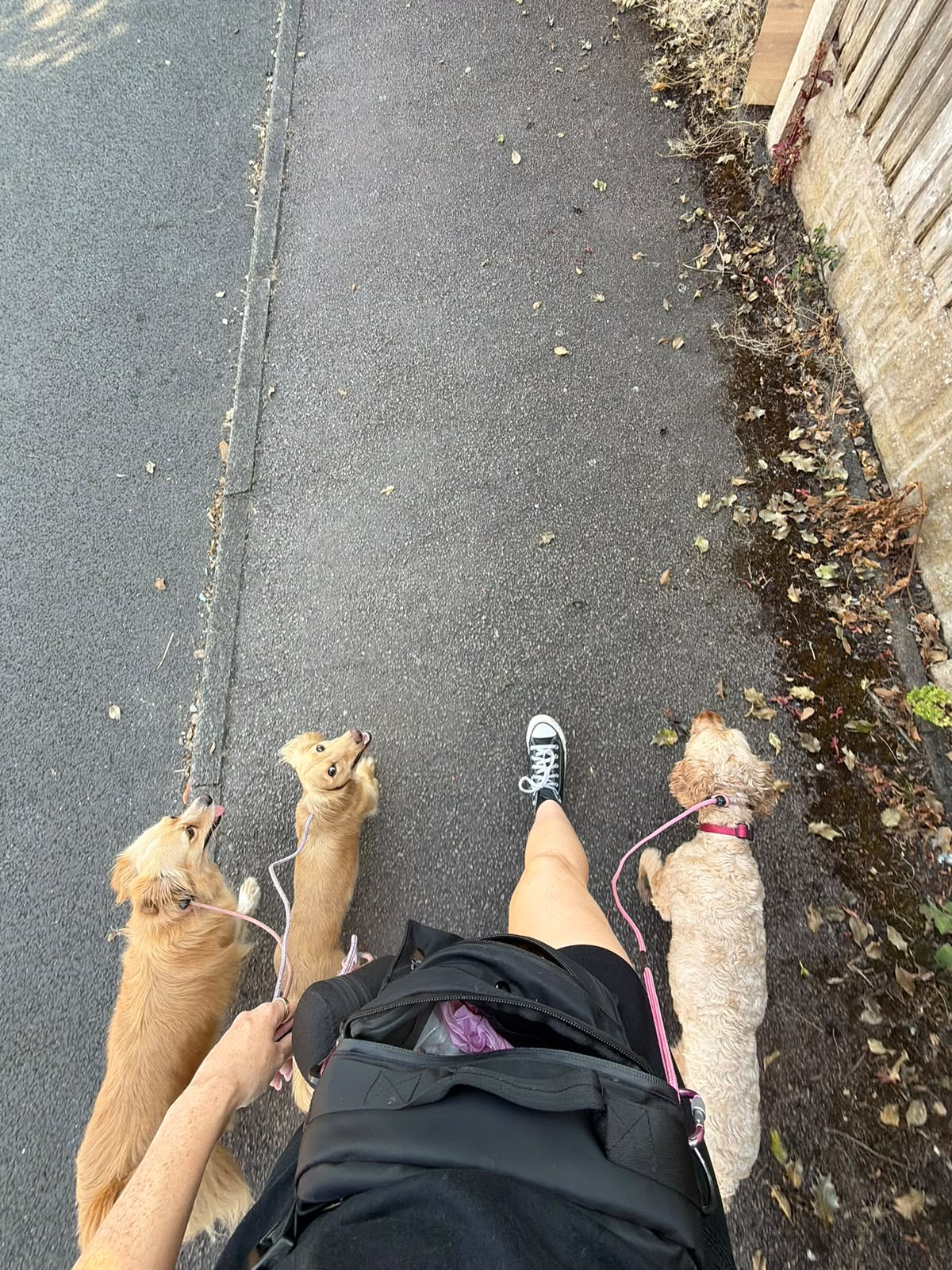 Small dogs from the community